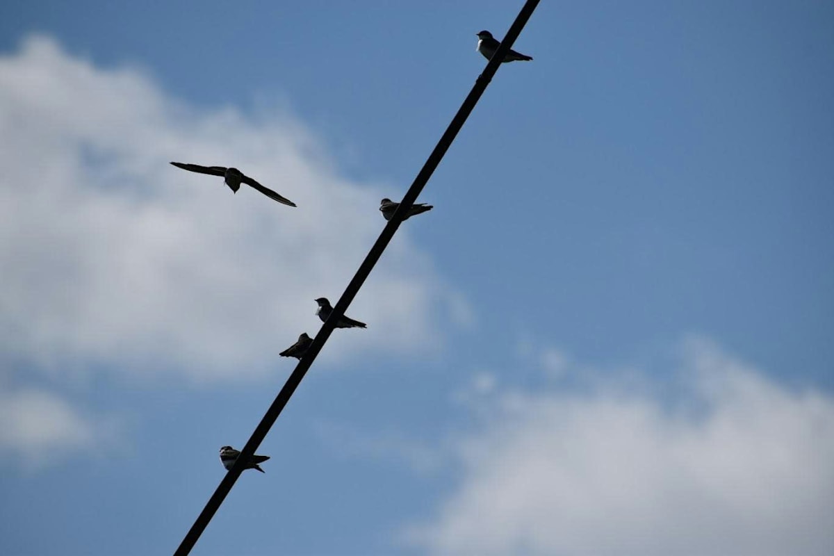 Birdability Week: Fall Bird Tour