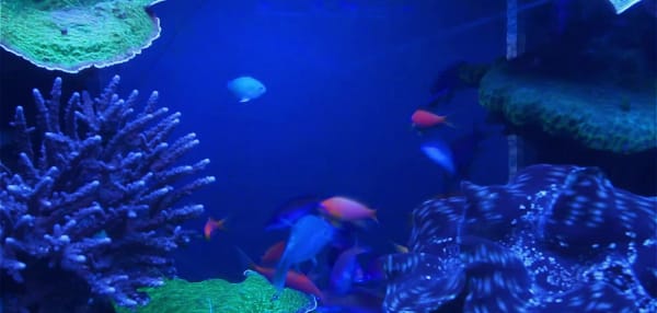 Aquatic Interiors