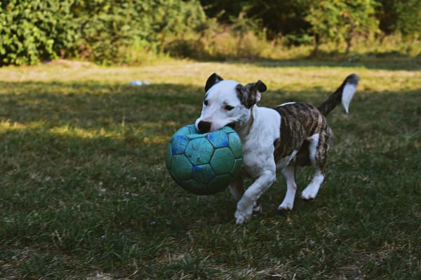 Pet Medical Center Of Westerville
