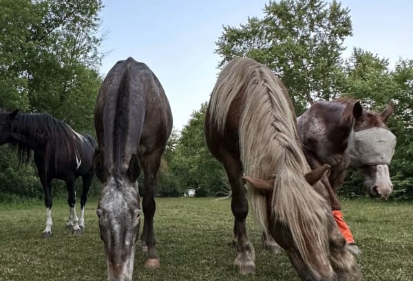 Urban Equine