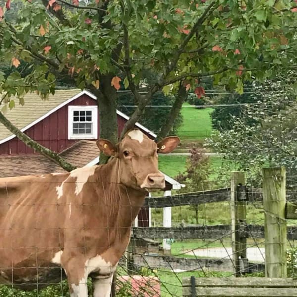 Baily's Dairy