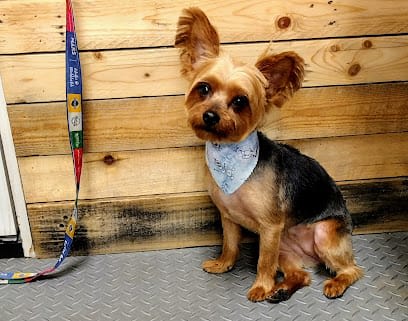 Doggy Stylz Grooming Salon