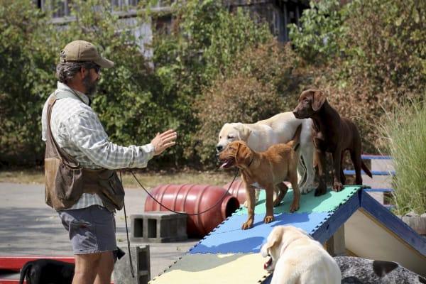 Stonnie Dennis Dog Training & Boarding