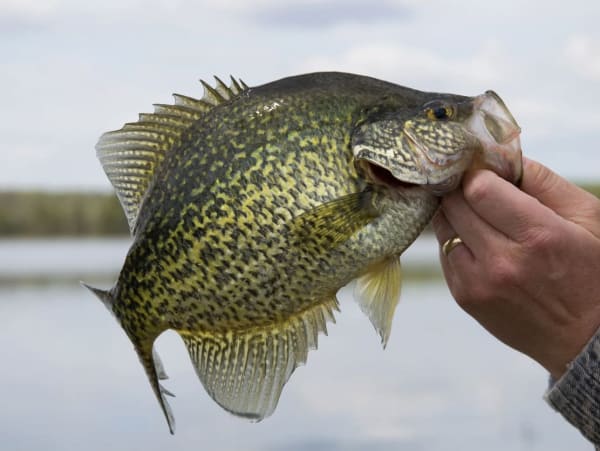 Ellis Crappie Shack Live Bait & Tackle, LLC.