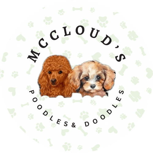 McClouds Poodles and Doodles