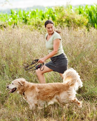 Goodladd Dog Training