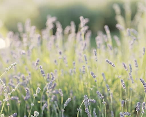 A Farm-to-Table Dinner Experience at Luckey Road Lavender Farm