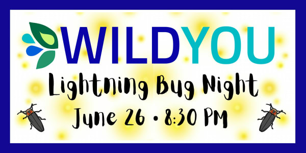 Lightning Bug Night
