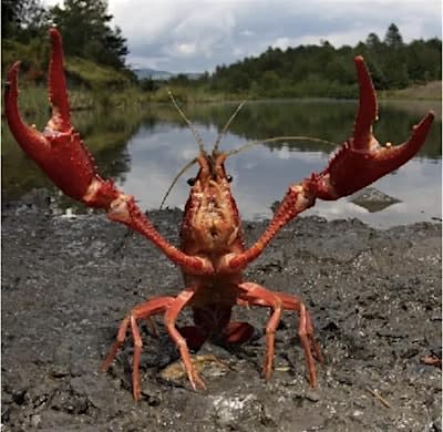 THE OPEN FIRE 2026 CRAWFISH BOIL