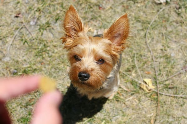 Basic Dog Training | Harrison Campus (5 week session)