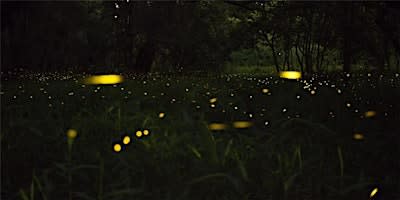 Firefly Hike at Kinsley Nature Preserve