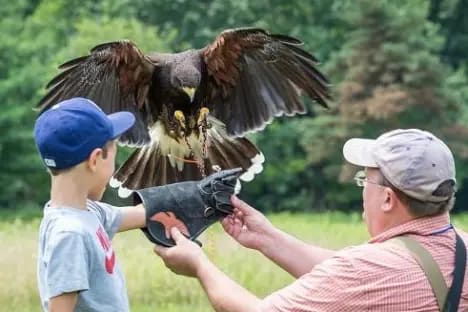 An Introduction to Falconry