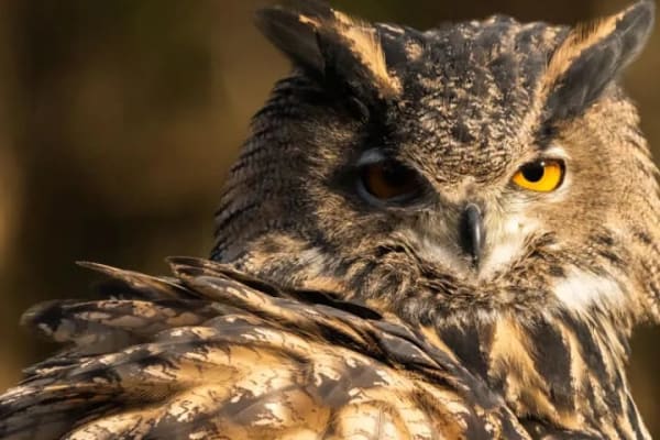 Owl Encounter