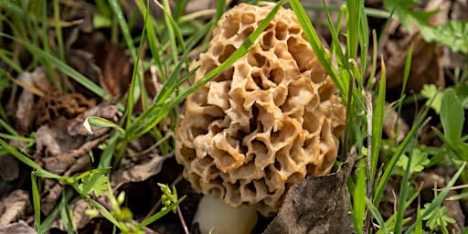 Market School: Become a Mushroom Connoisseur