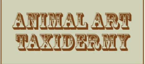 Animal Art Taxidermy