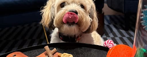 Yappy Hour at Le Meridien St. Louis Clayton