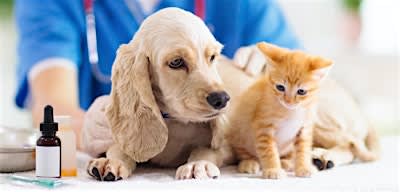 Pet First Aid + CPR for Pet Parents, Pet Sitters, Groomers