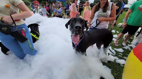2026 Pupstock ™  Festival: NJ's Best family-friendly dog festival