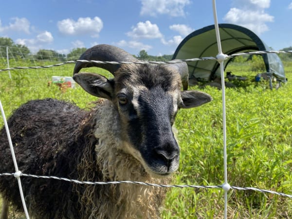 All Forward CONNECTIONS: Farm & Local Food Tasting @ Oxbow Farm & Market