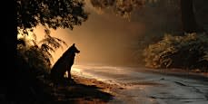Shadow Animals - What They Are and How to Learn from Them