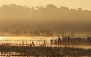 Early Morning Birding on the Shuttle