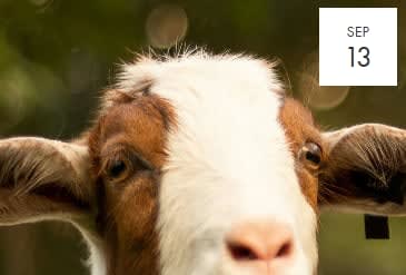 goat yoga at sawtooth
