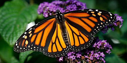 Monarch Butterfly Tag and Release - Sunday 9/20 - 1:00 PM Session