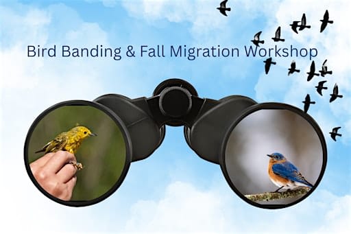 Engage with Nature:  Bird Banding and Migration.