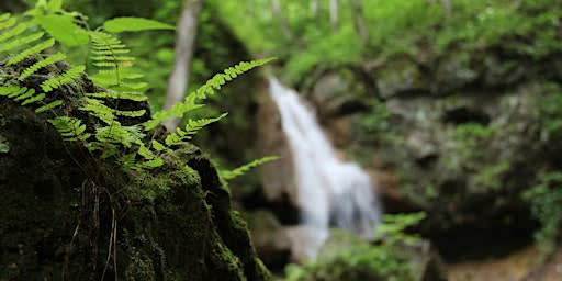 Guided Walk at Falls Ridge Nature Preserve