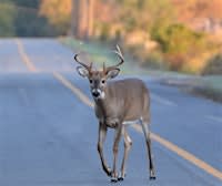 Lecture: The How-to's and What-do's for Baltimore's Urban Deer Population