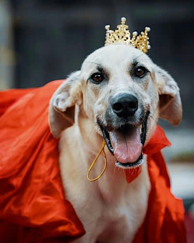 Picture Perfect Pups: A Castle Photo Fundraiser for ChainFree
