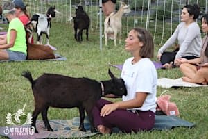 Goat Yoga at New Town - St. Charles, MO
