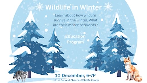 Wildlife In Winter