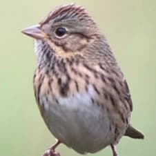 Fall Migration! Birding Tour with Dan Haas