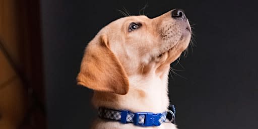 Basic Dog Training | Tractor Supply Co. Mt. Pleasant (5 week session)