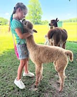 Maple Lawn Farm Alpaca Tour