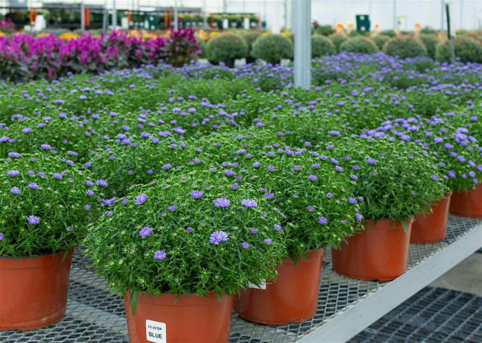 Autumn Inspirations – Perennial Talks with Jenny