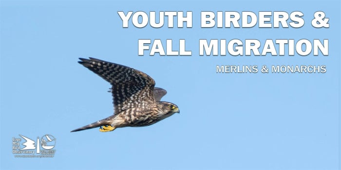 Youth Birders and Fall Migration: Merlins & Monarchs