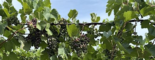 Harvest Season Winery Tour