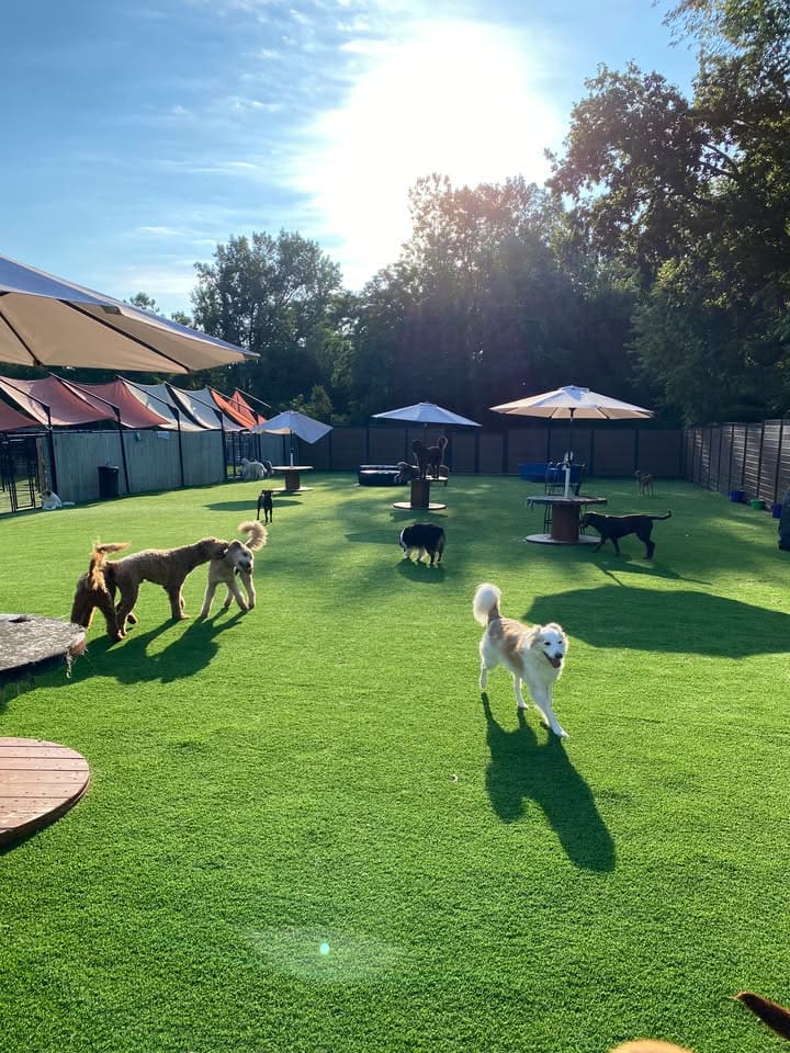 The Four Paws Resort