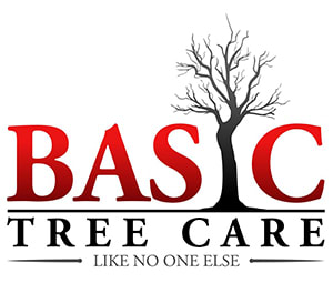 Basic Tree Care