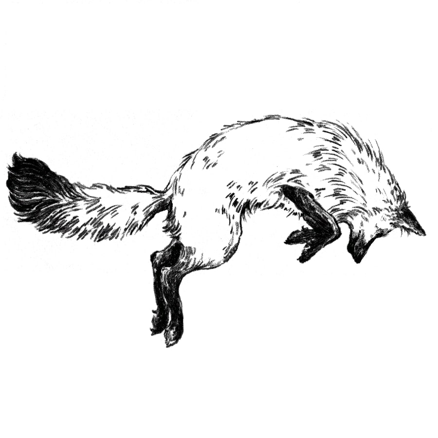 Fox in the Snow Cafe 