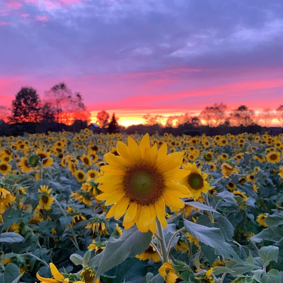 Libby's Pumpkin Patch