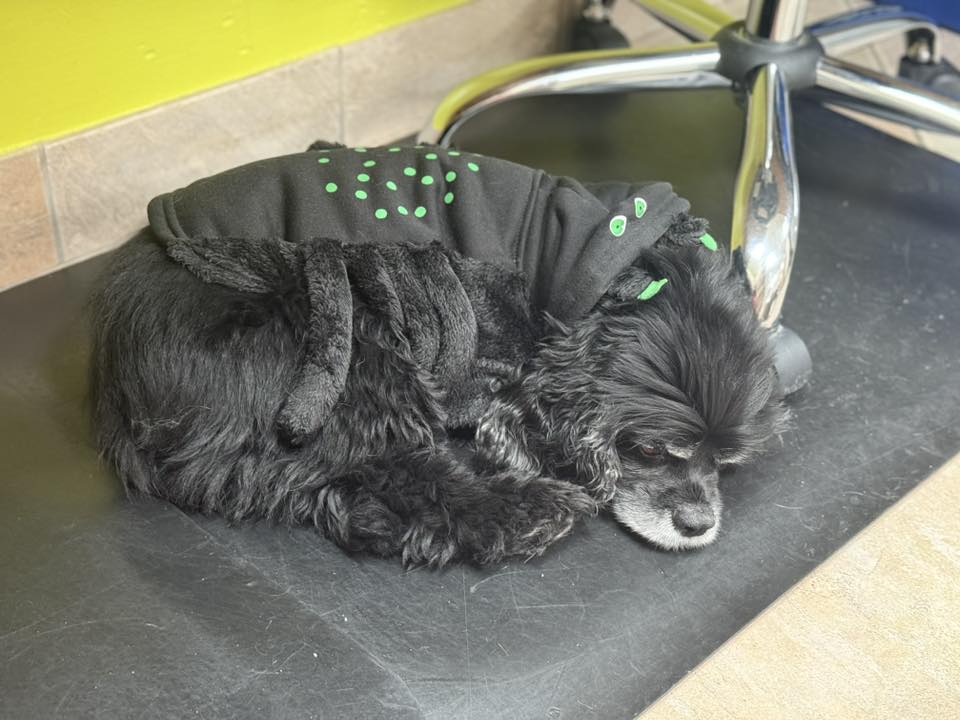 Detroit Dover Animal Hospital