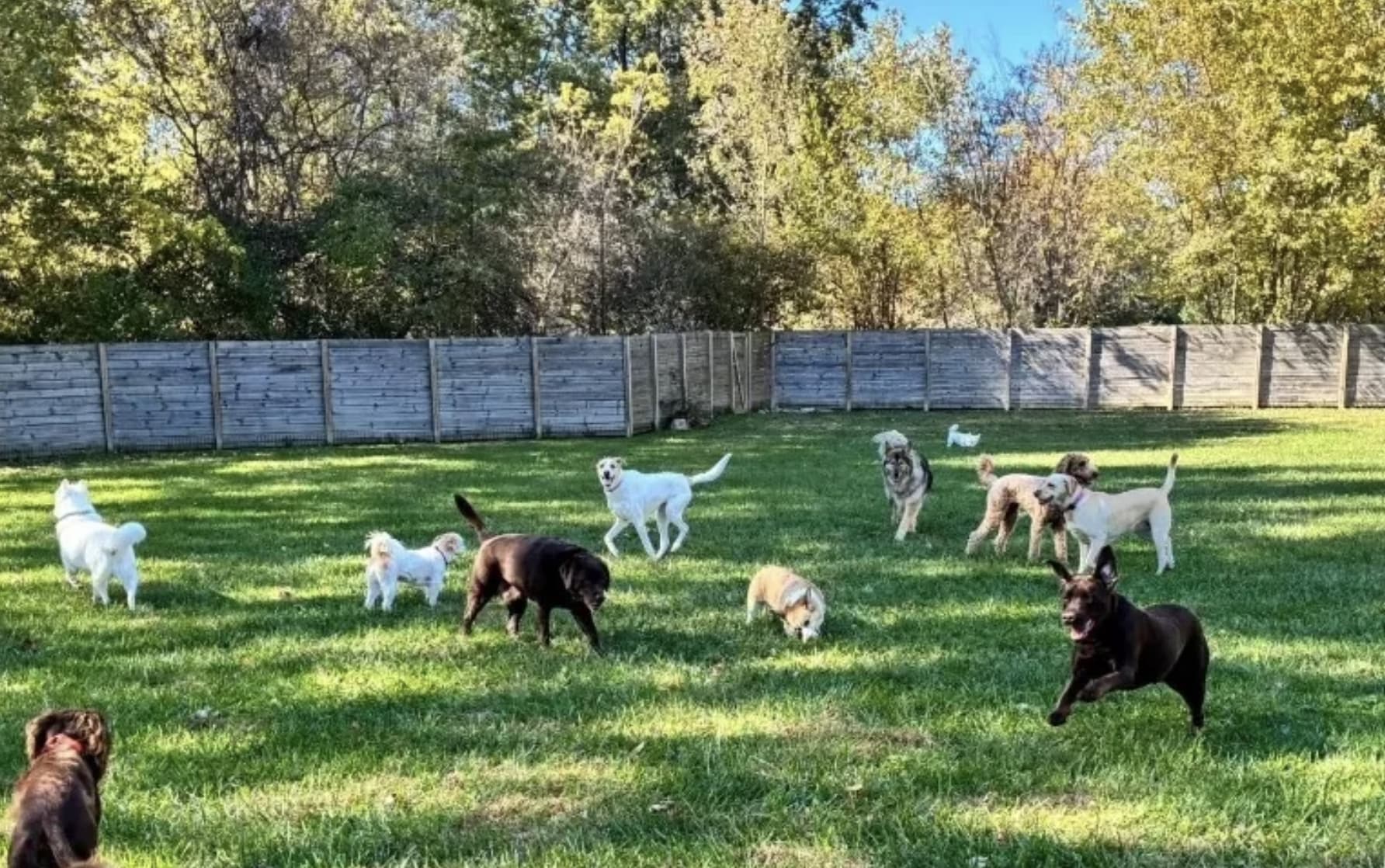 OH My Dawg Daycare, LLC