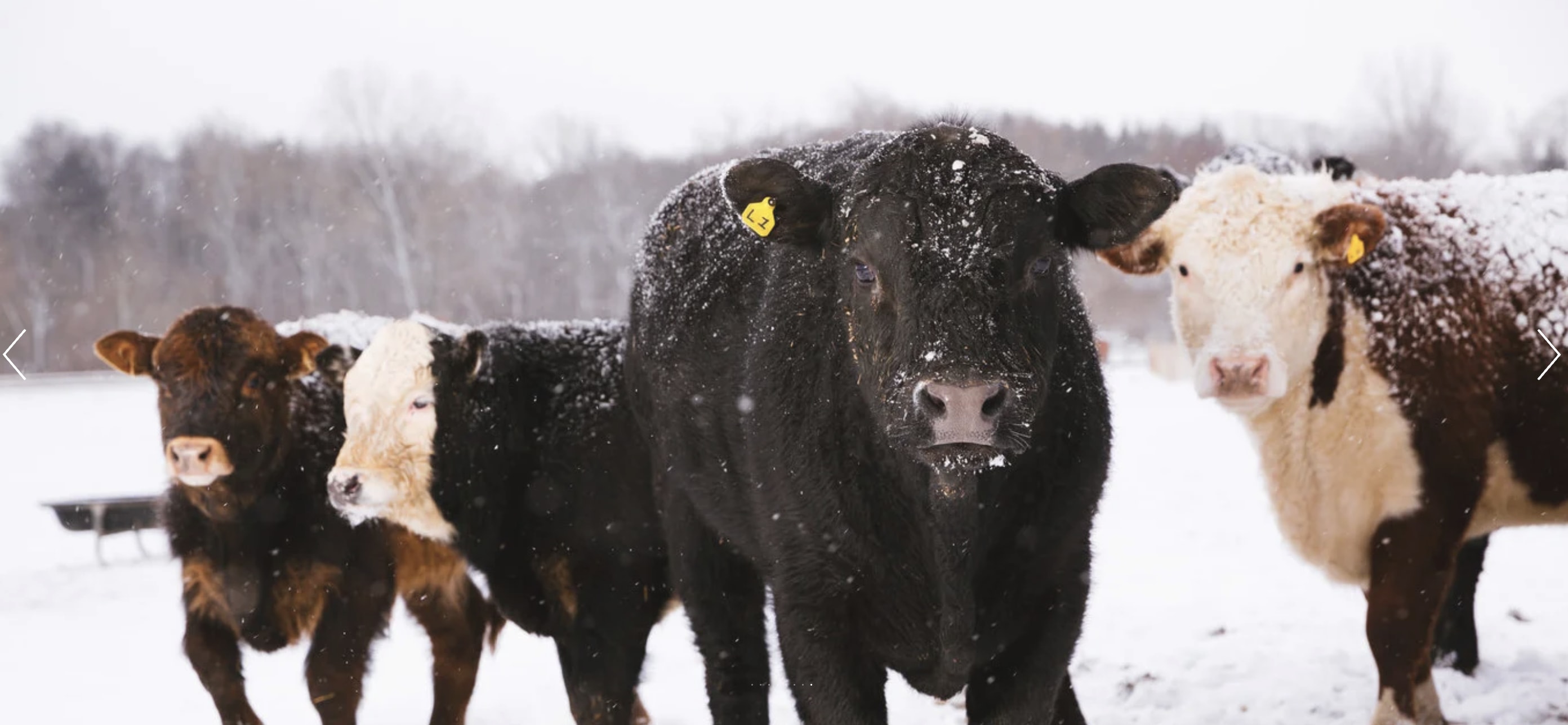 Destiny Farm Cattle, LLC