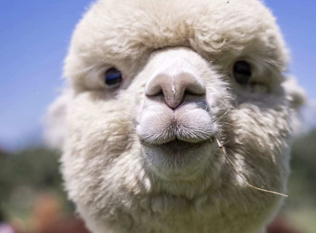Majestic Meadows Alpacas & Boutique