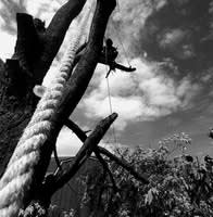 AL & CC Tree Service