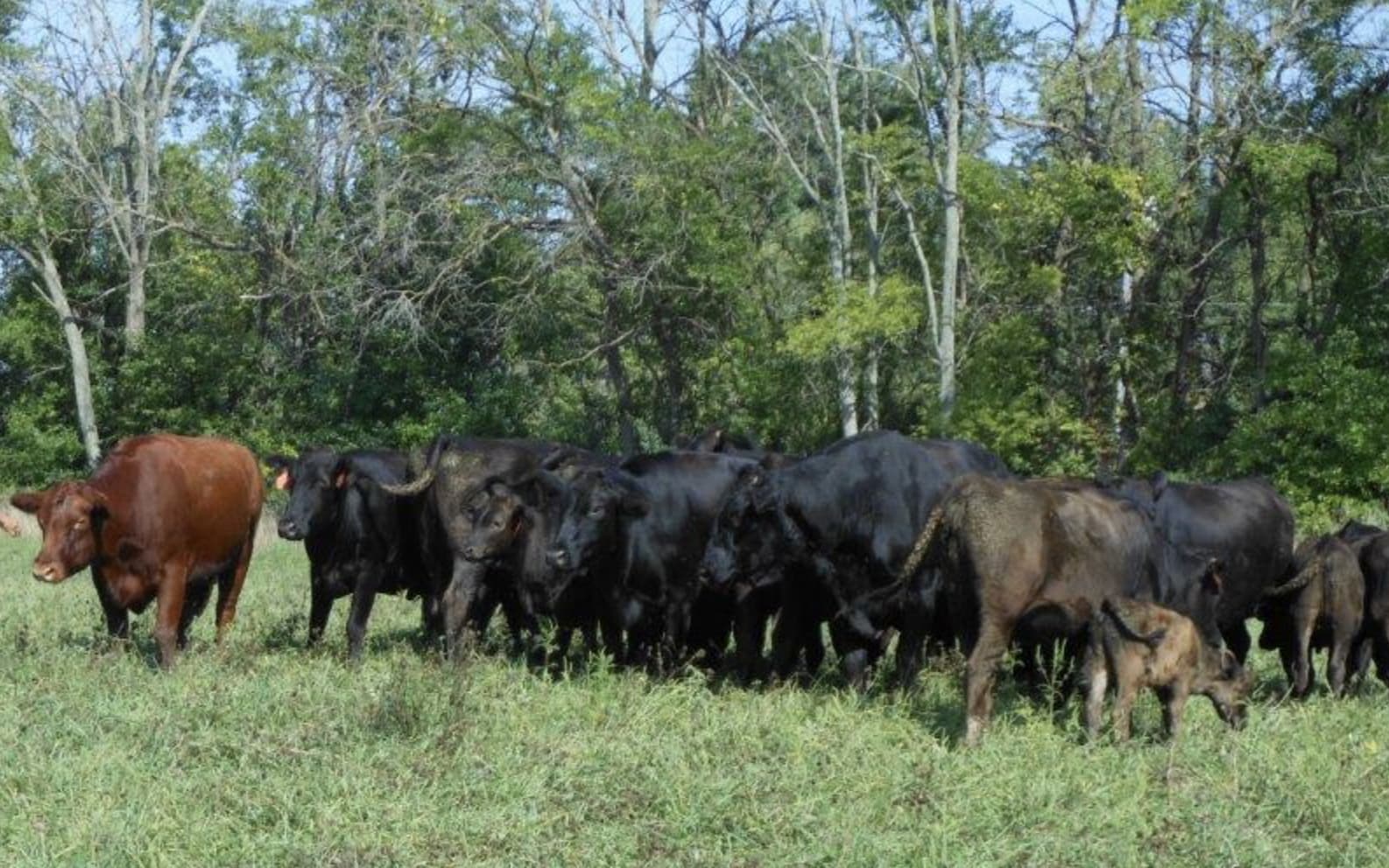 Eversole Run Farm Cattle LLC