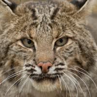 Hoosier Trapper Supply, Inc.